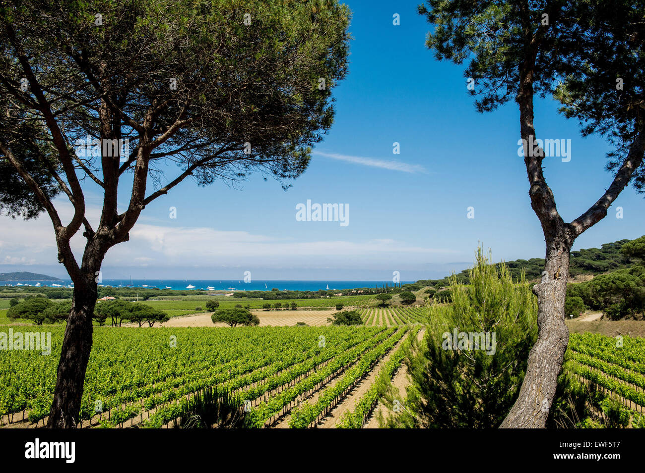 Southern France Rural Ramatuelle (north-eastern France): rural landscape in the surrounding ...