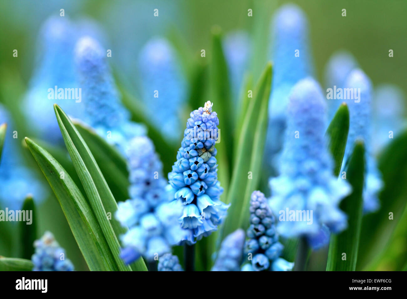 Blue orchid hi-res stock photography and images - Alamy