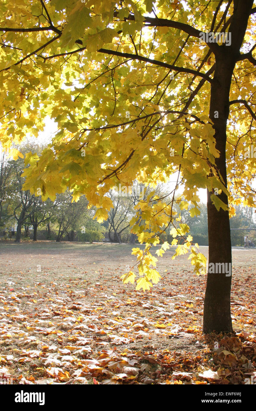 Autumn colors in the park Stock Photo