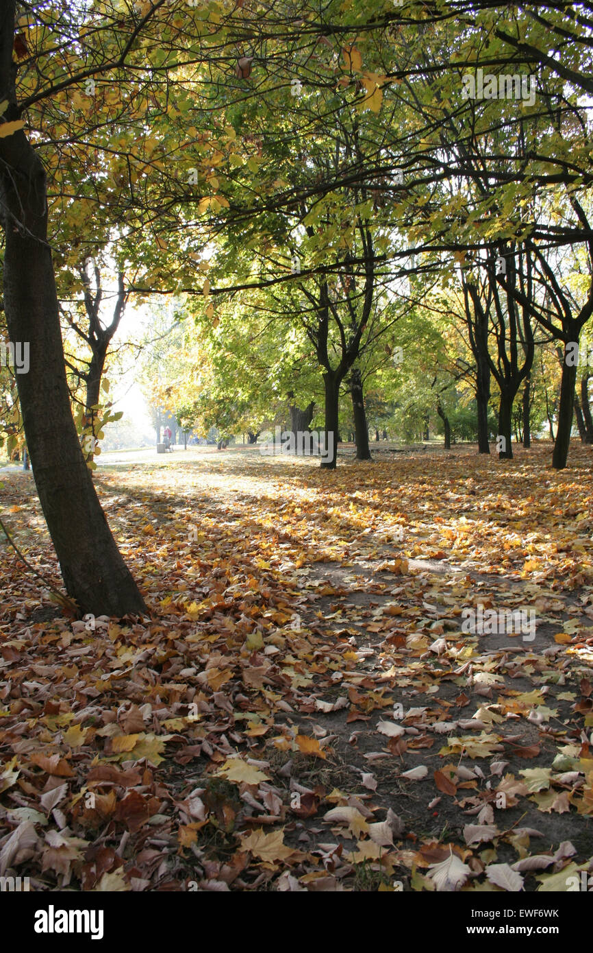 Autumn colors in the park Stock Photo - Alamy