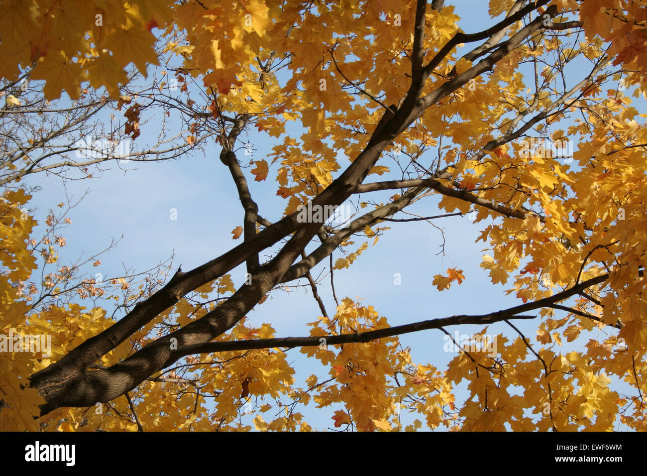 Autumn colors in the park Stock Photo - Alamy