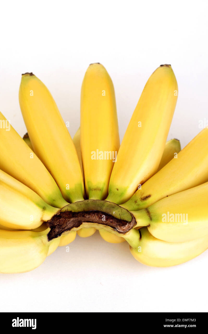 Studio shot of small bananas Stock Photo