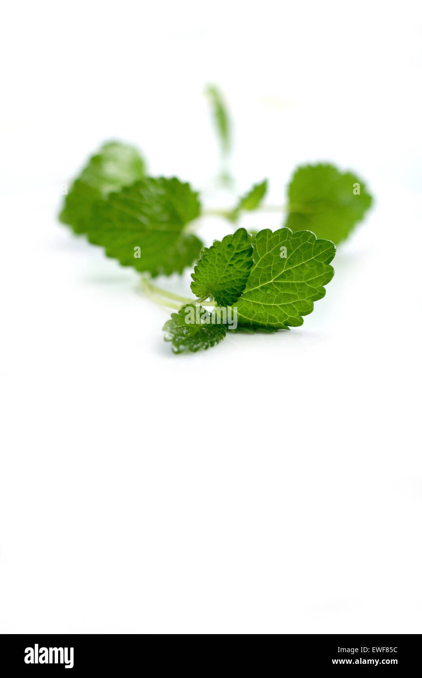 Close up of mint on white background Stock Photo