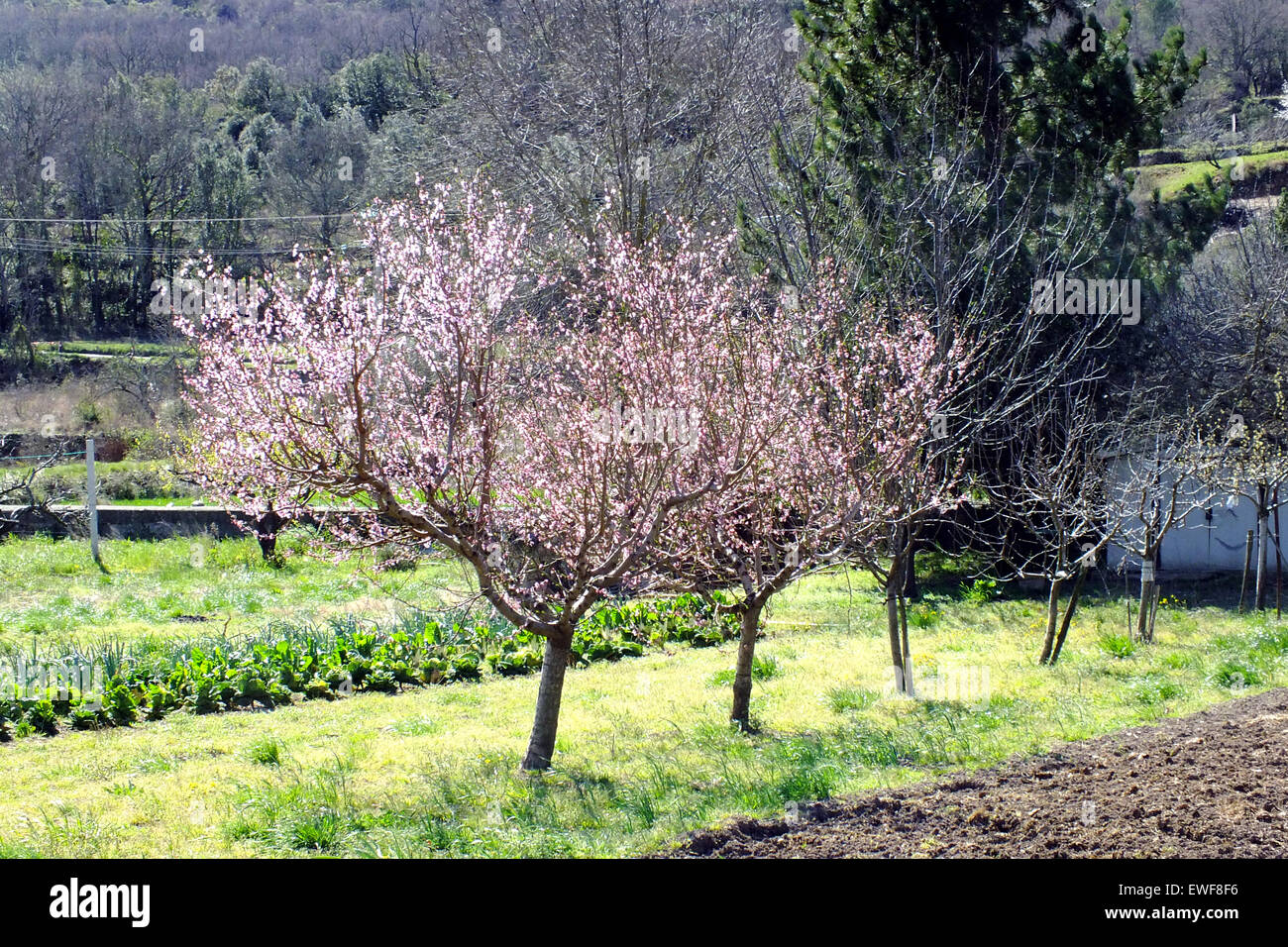 FRUIT TREE Stock Photo