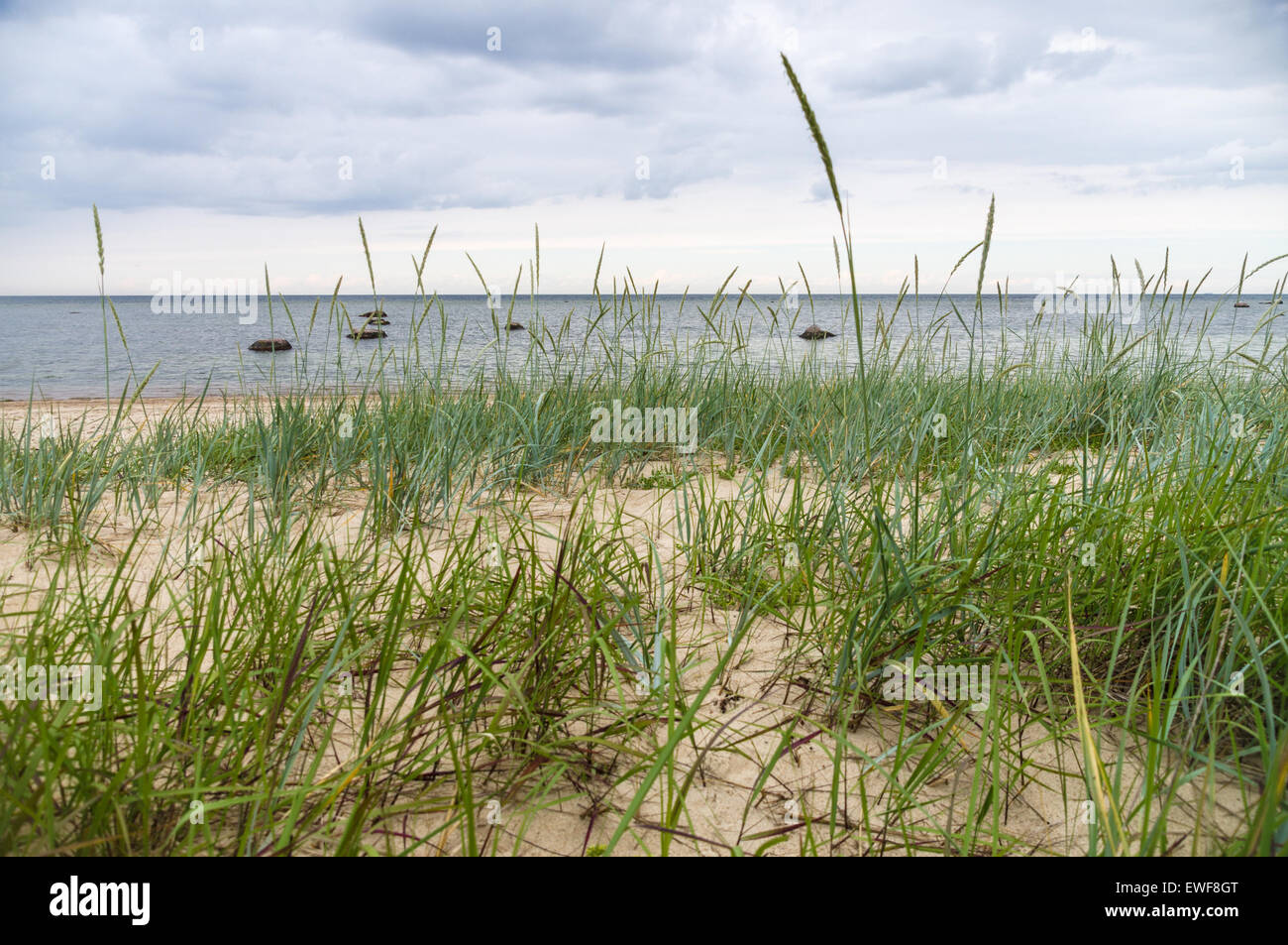 Sedge grass on sandy beach of Baltic sea Stock Photo