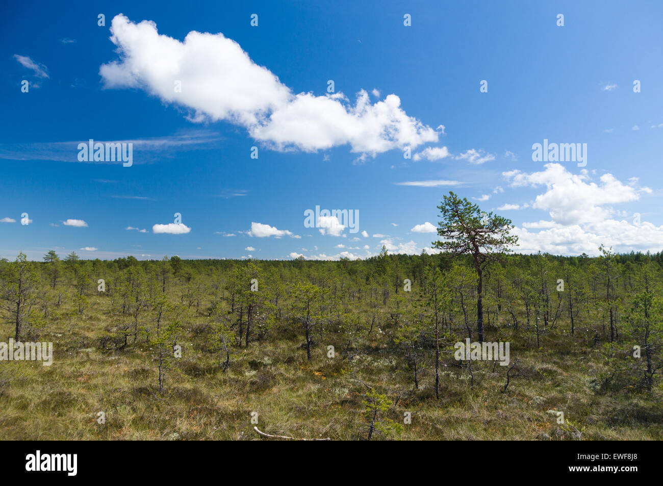 Viru bog reserve area under blue sky Stock Photo