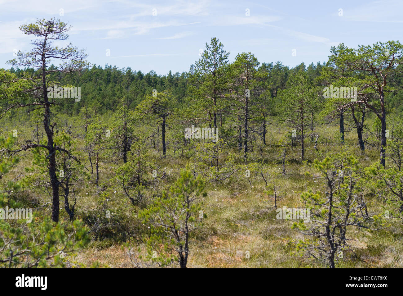 Pine trees of Viru bog, Estonia Stock Photo