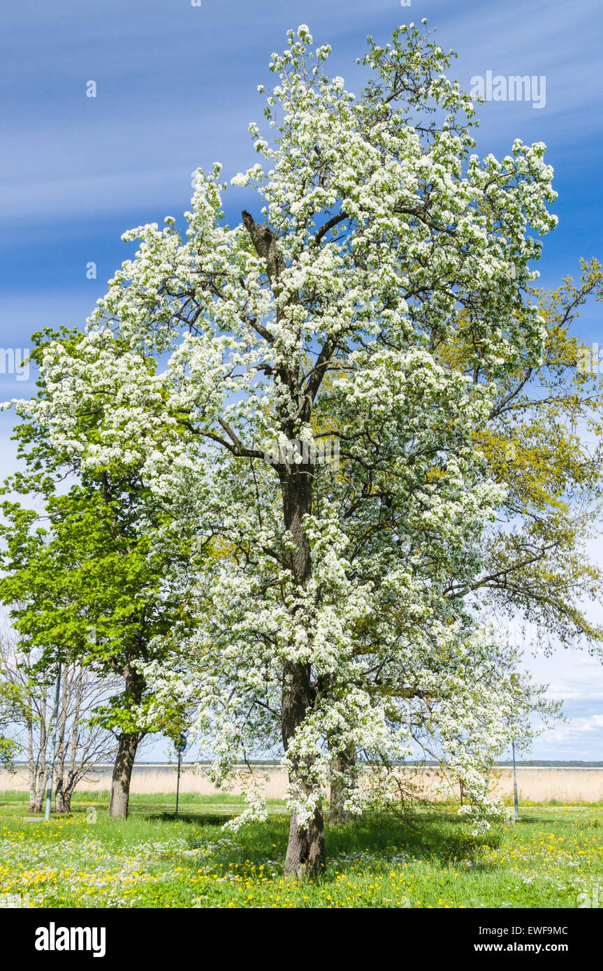 Lush blooming tree under blue sky Stock Photo - Alamy