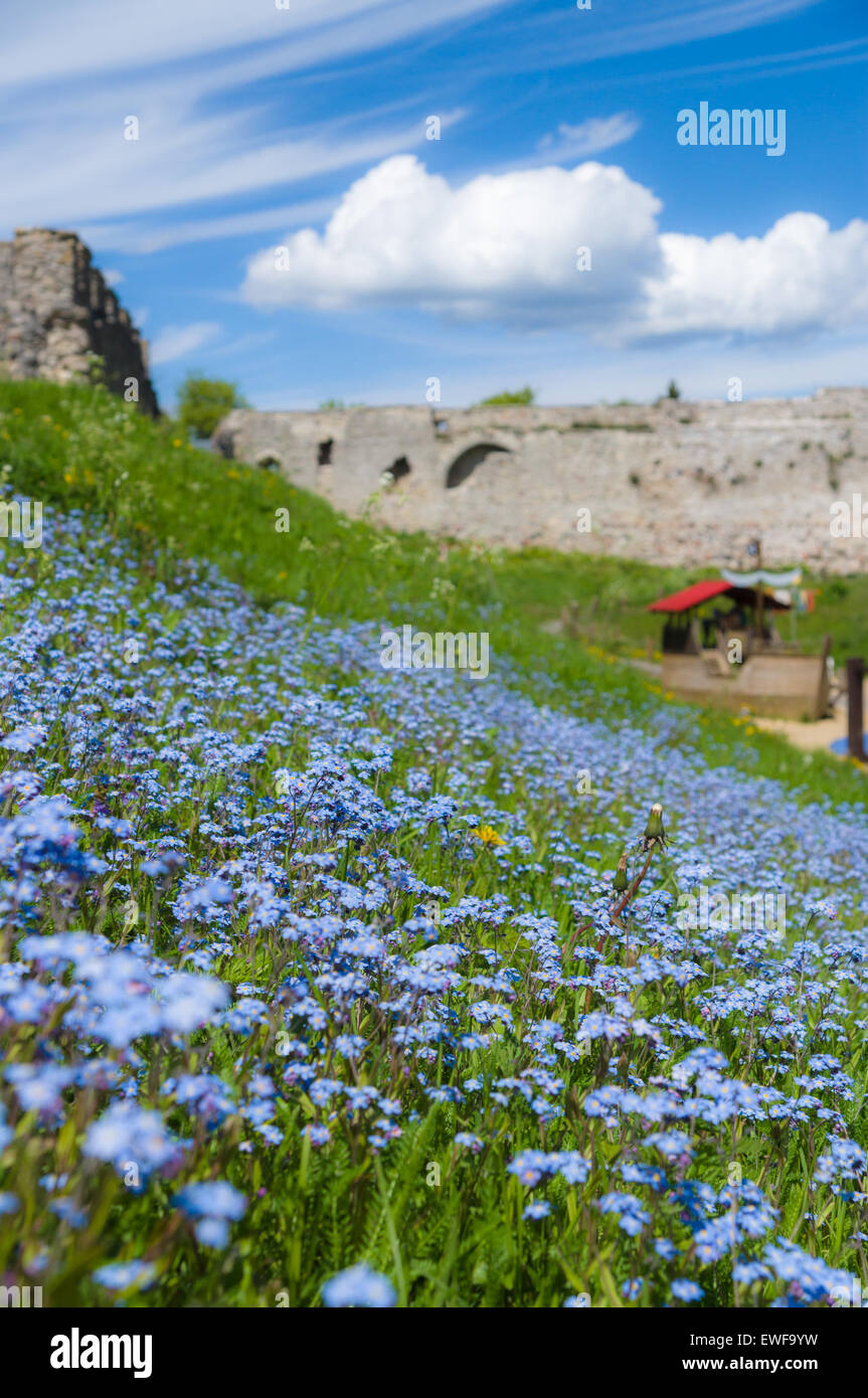 Forget Me Not Flowers Field In Park Stock Photo Alamy