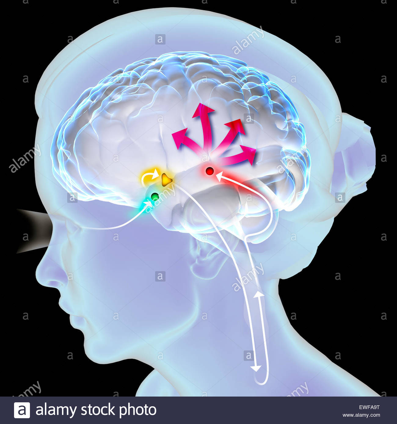 Pineal Gland Drawing Stock Photos Pineal Gland Drawing Stock Images
