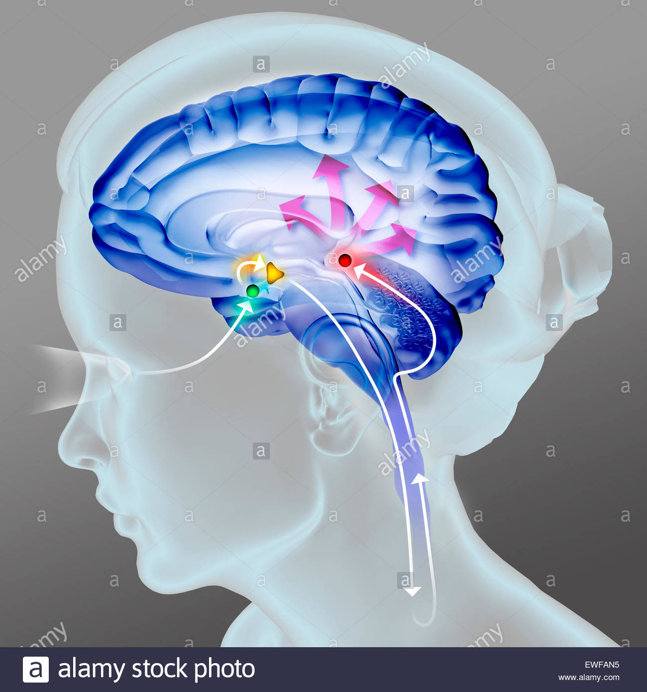 Pineal Gland Drawing Stock Photos Pineal Gland Drawing Stock Images