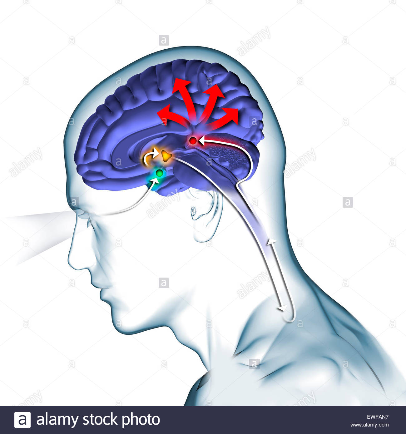 Pineal Gland Drawing Stock Photos Pineal Gland Drawing Stock Images