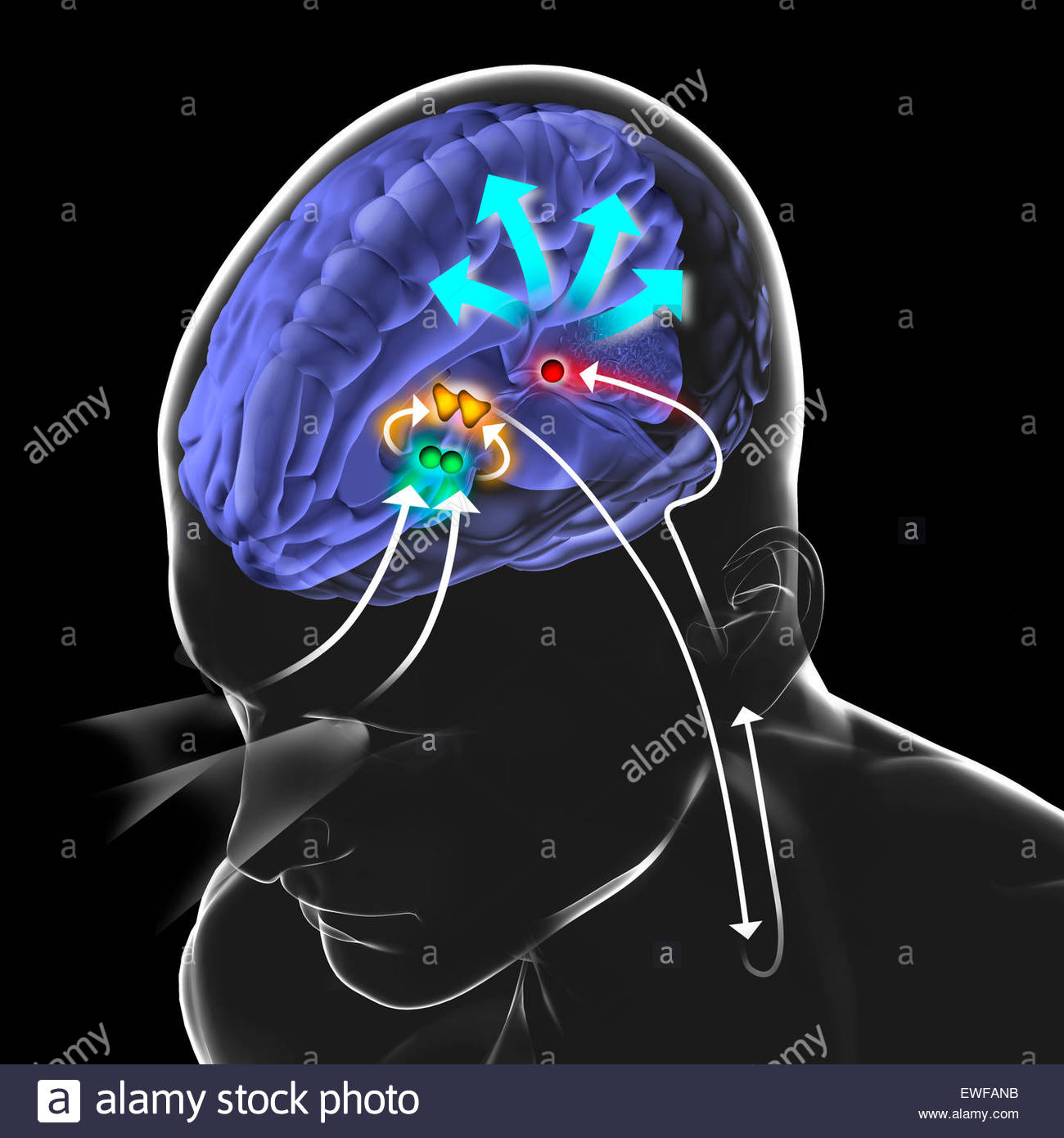 Pineal Gland Drawing Stock Photos Pineal Gland Drawing Stock Images