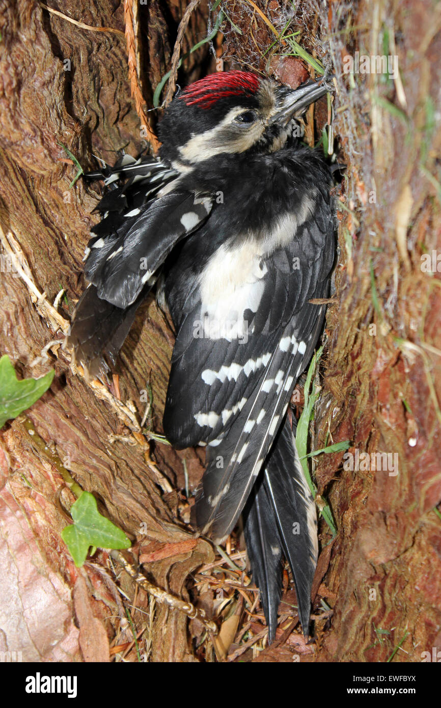 Great Spotted Woodpecker Dendrocopos major with injured wing Stock Photo