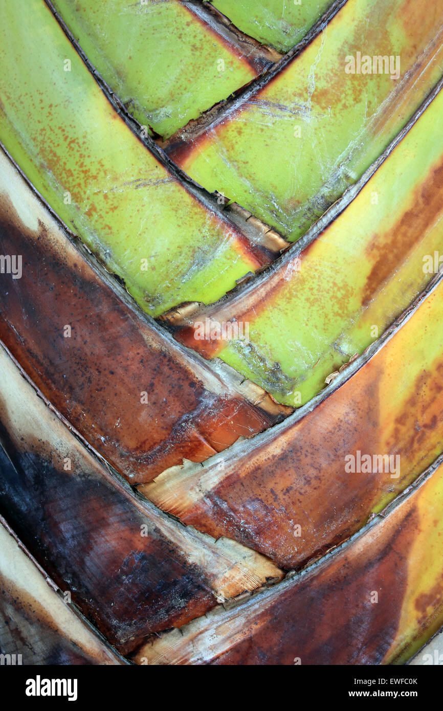 Interlocking Pattern Of A Traveller's Fan Palm, Thailand Stock Photo