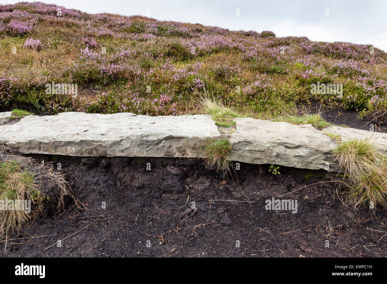 Side on view of a paved stone path laid over an area of eroded moor as part of a moorland restoration project. Kinder Scout, Derbyshire, England, UK Stock Photo
