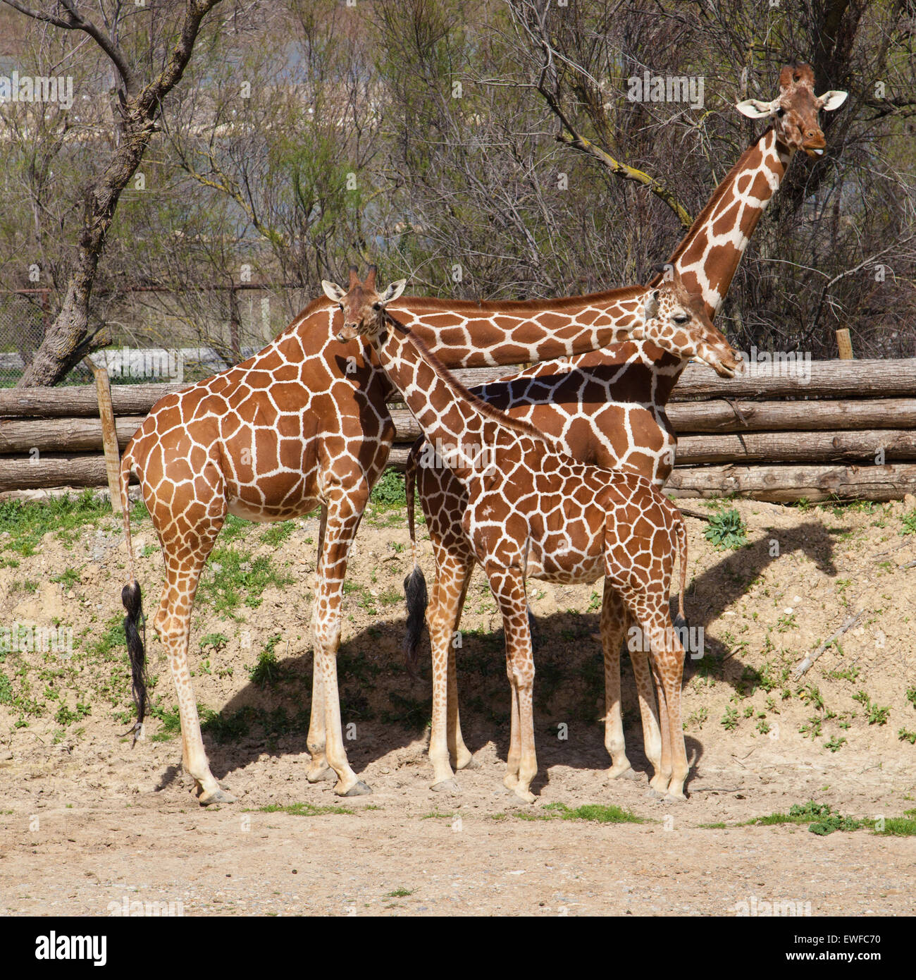 Group of reticulated giraffes (Giraffa camelopardalis reticulata). Stock Photo