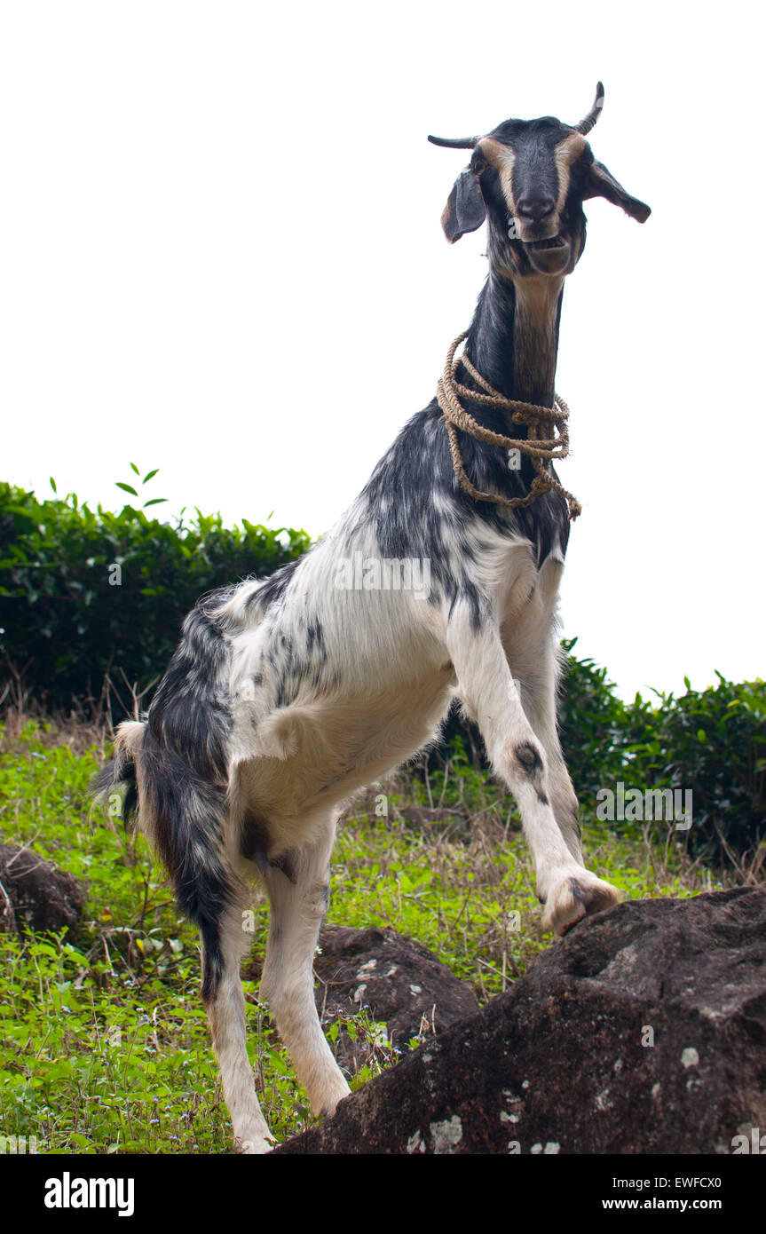 goat, kerala, india, asia Stock Photo