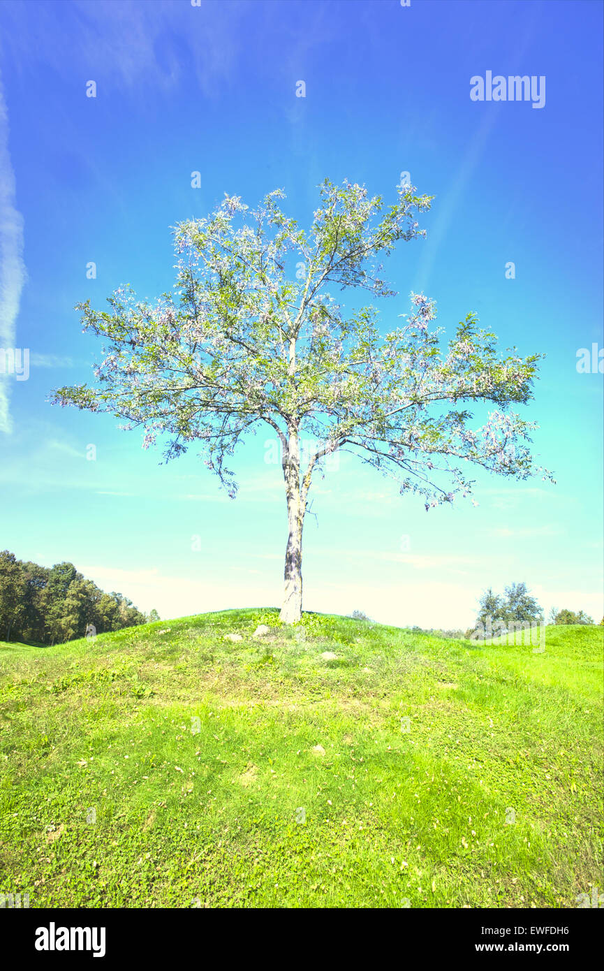 Lone tree in field Stock Photo