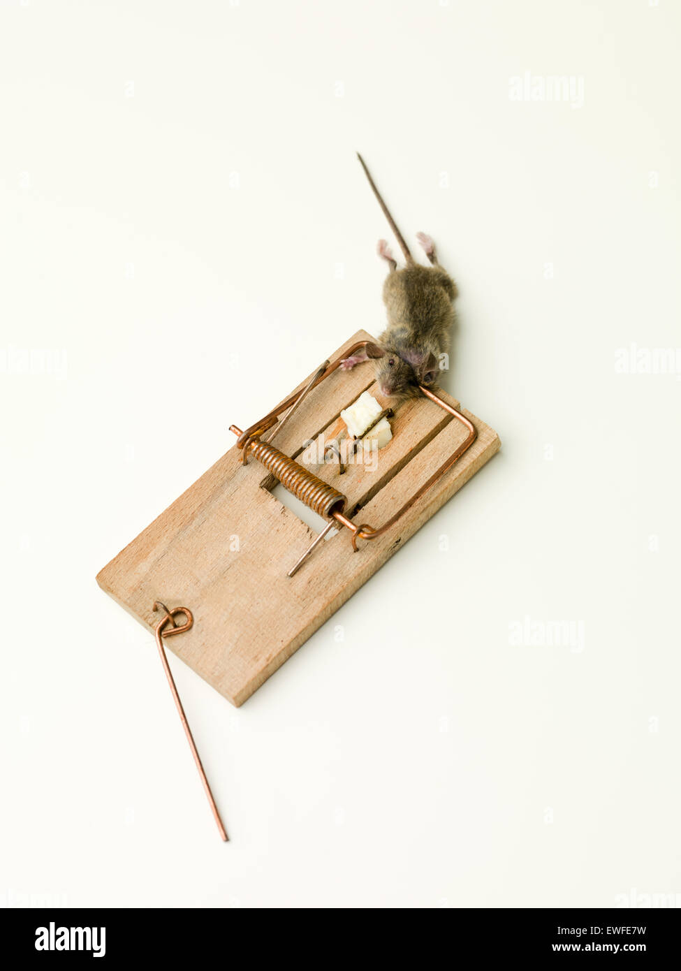 https://c8.alamy.com/comp/EWFE7W/small-mouse-caught-in-a-trap-EWFE7W.jpg