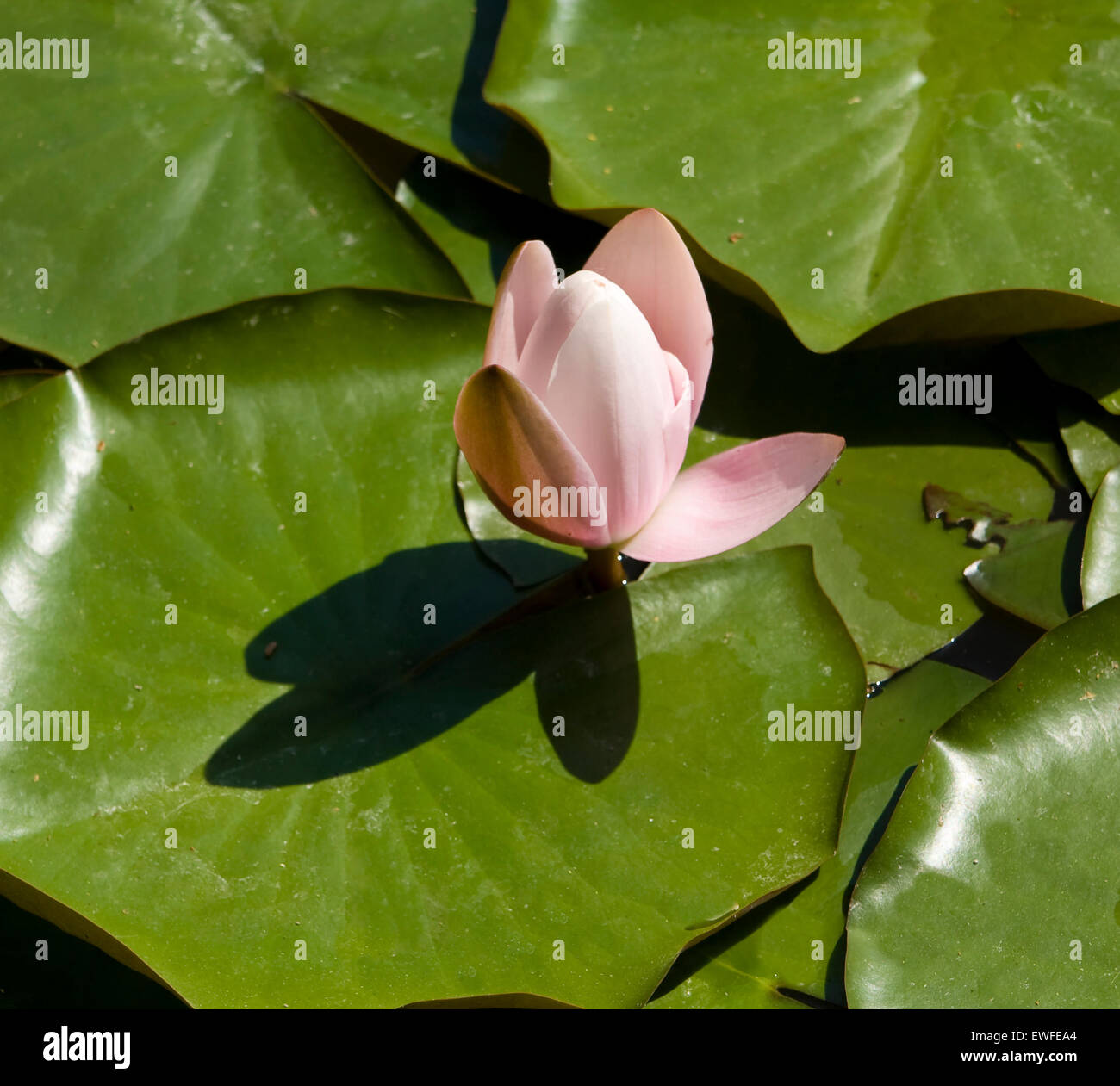 Water Lily Bud High Resolution Stock Photography and Images Alamy