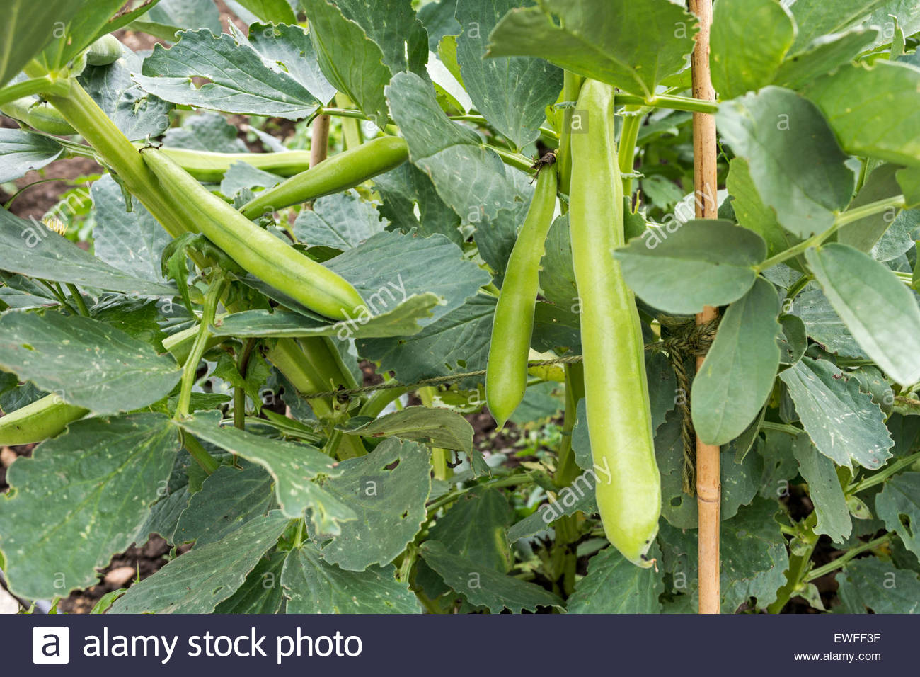 Broad Beans Plant Stock Photos & Broad Beans Plant Stock Images Alamy