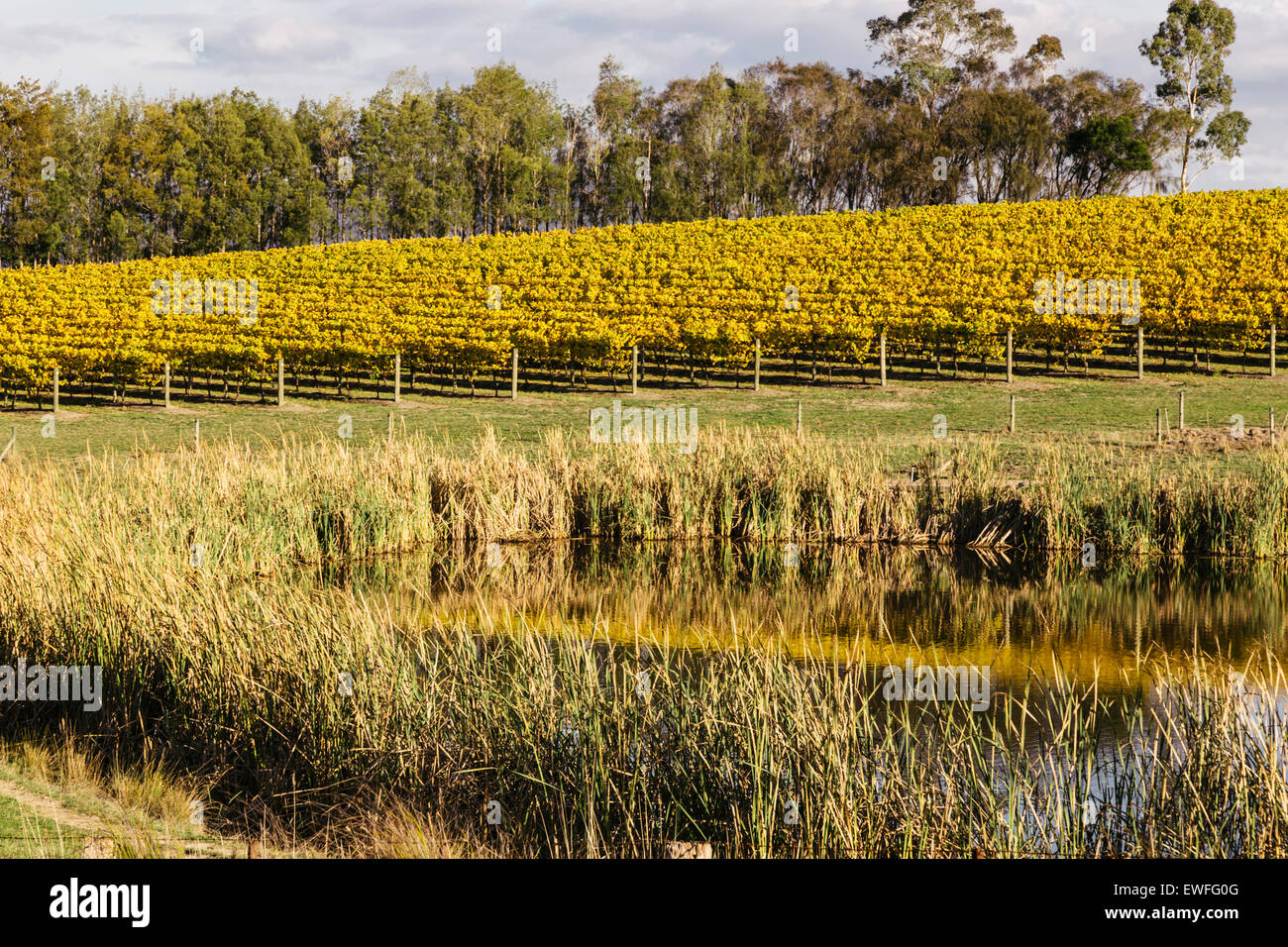 Yarra valley, victoria australia hires stock photography and images