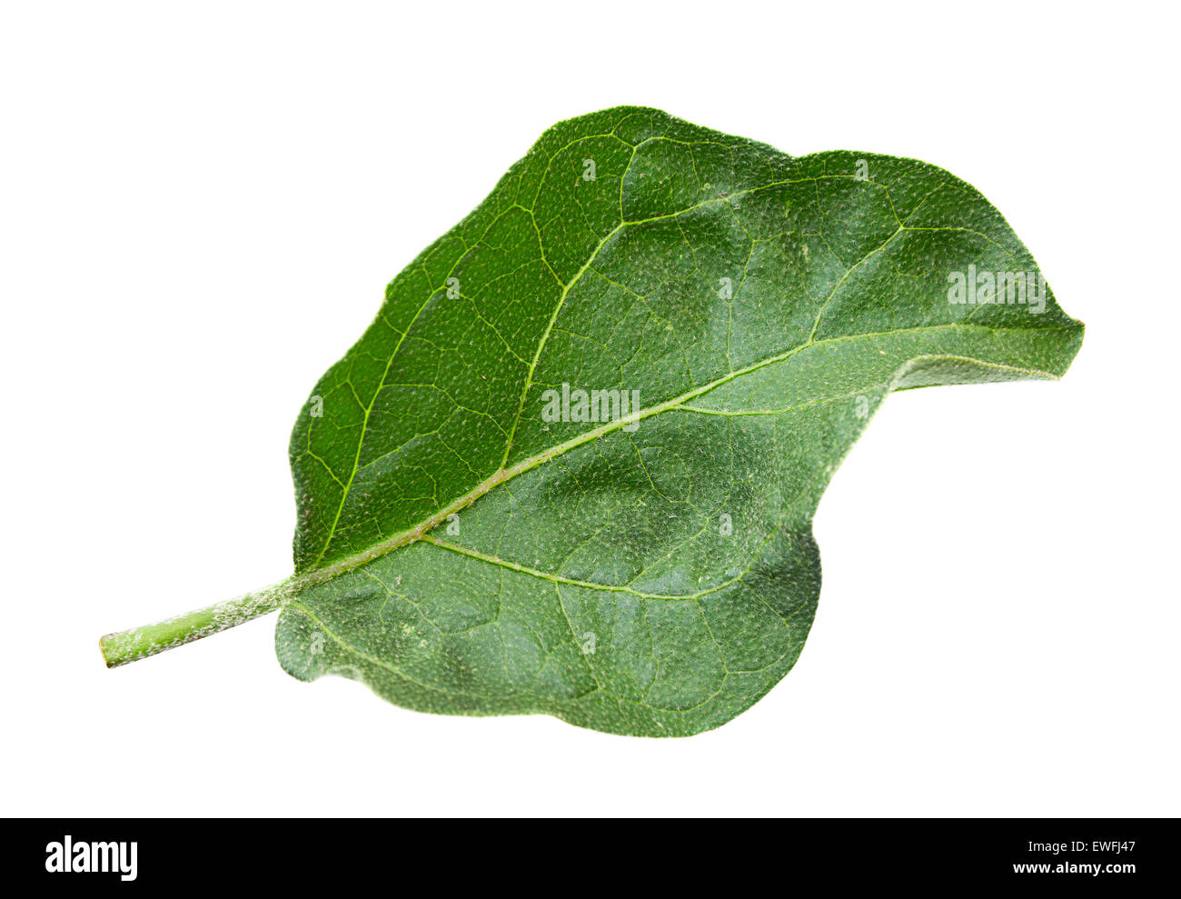 Eggplant leaf closeup isolated on white background Stock Photo