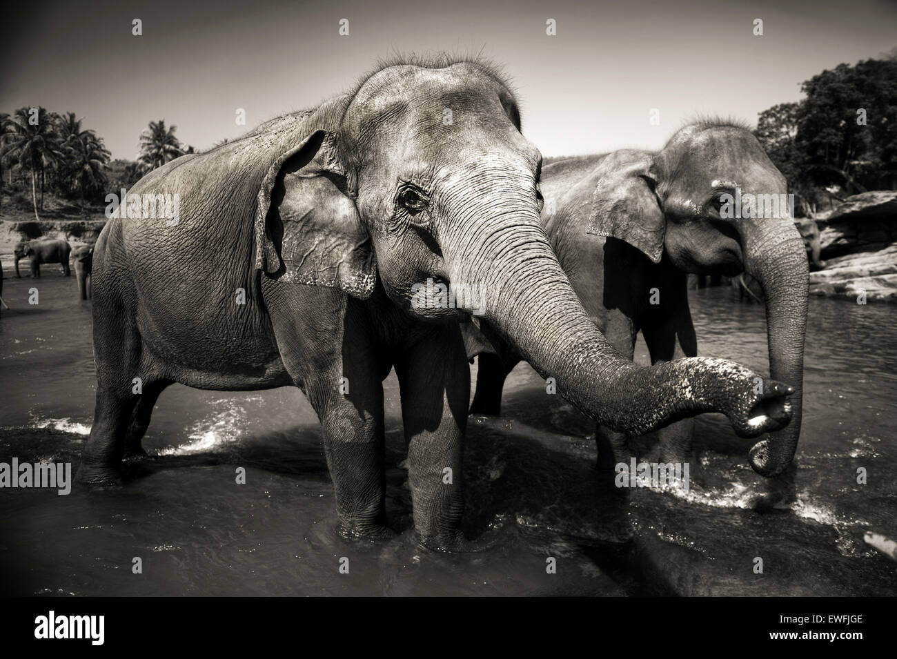 Sri Lankan elephants. Stock Photo