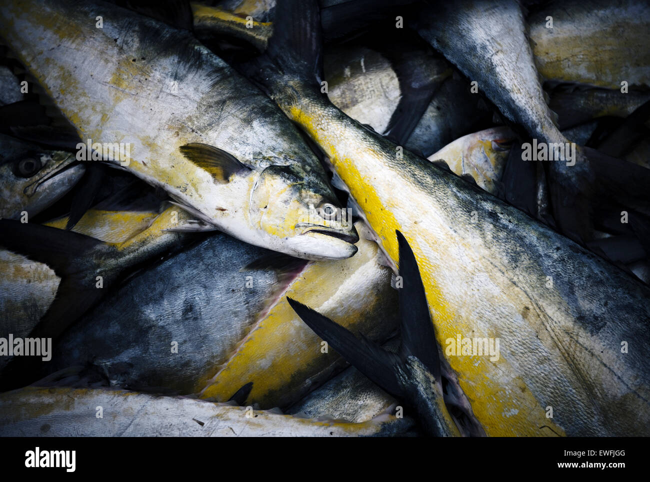 Dried fishes in Sri Lanka. Stock Photo