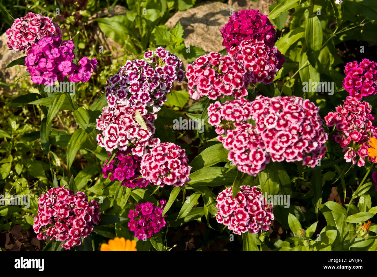 Flowerbed with red carnation (latin name clavulus Stock Photo Alamy