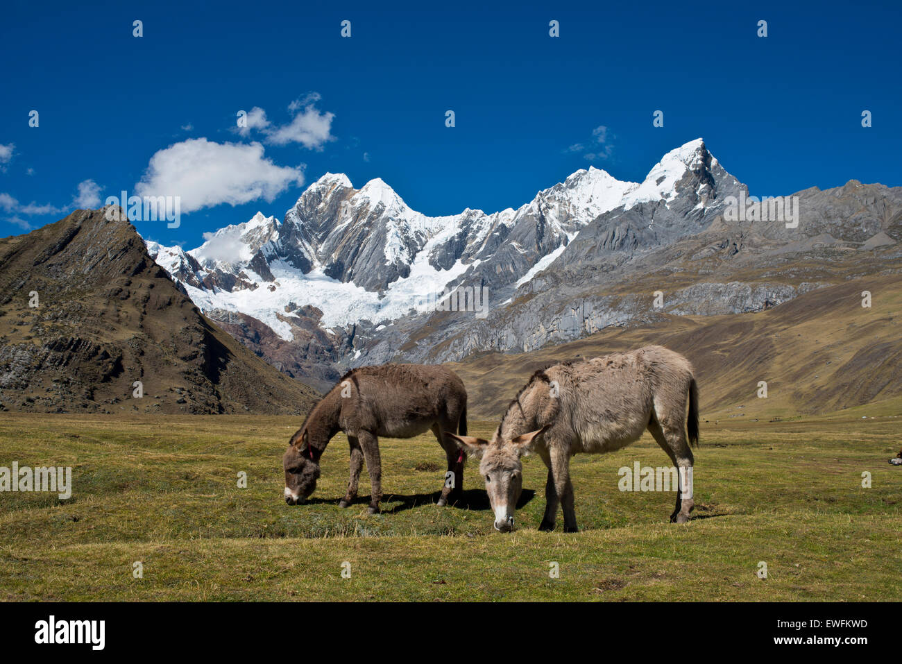 Two grazing donkeys on a mountain meadow,the snow-capped mountains Jirishanca and Ninashanca behind, Cordillera Huayhuash Stock Photo