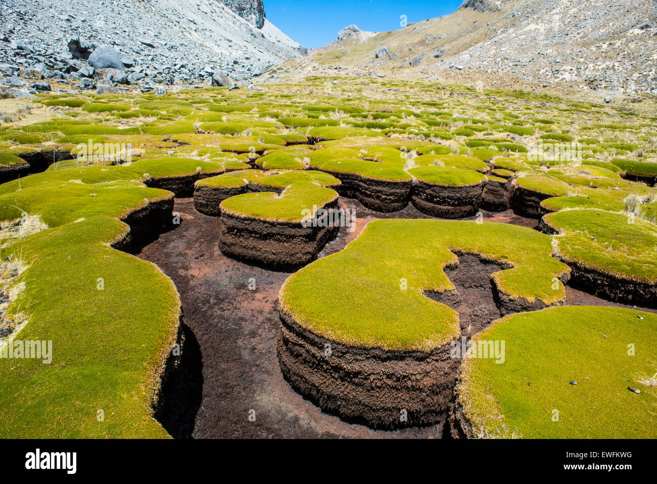 Plants forming cushions, washed out from the water, Cordillera Huayhuash mountain range, Andes, northern Peru, Peru Stock Photo