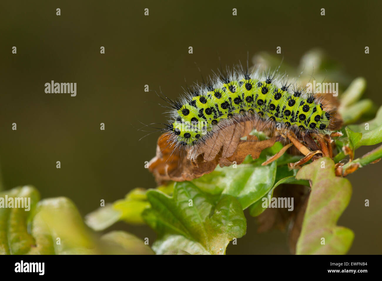 Small Emperor Moth, caterpillar, Kleines Nachtpfauenauge, Raupe, Saturnia pavonia, Eudia pavonia, Pavonia pavonia, Saturniidae Stock Photo