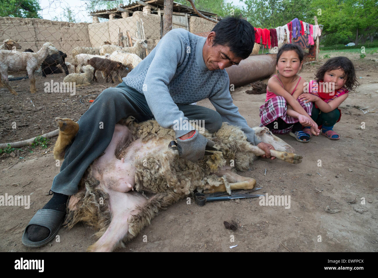 Shepherd shearing a sheep. Tamga. lake Issyk-Köl. Kyrgyzstan. Central Asia. Stock Photo