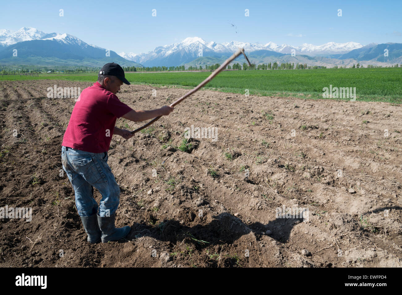 farmer in his field.  Barksoon. Lake Issyk-KölKyrgyzstan. Central Asia. Stock Photo