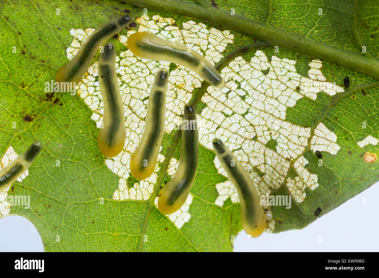 Oak Slug Sawfly, slugworm, larva, Kleine Lindenblattwespe, Larven, Linden-Blattwespe, Caliroa annulipes, Eriocampoides annulipes Stock Photo