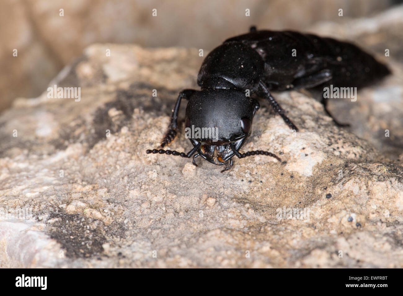 Staphyliniden hi-res stock photography and images - Alamy