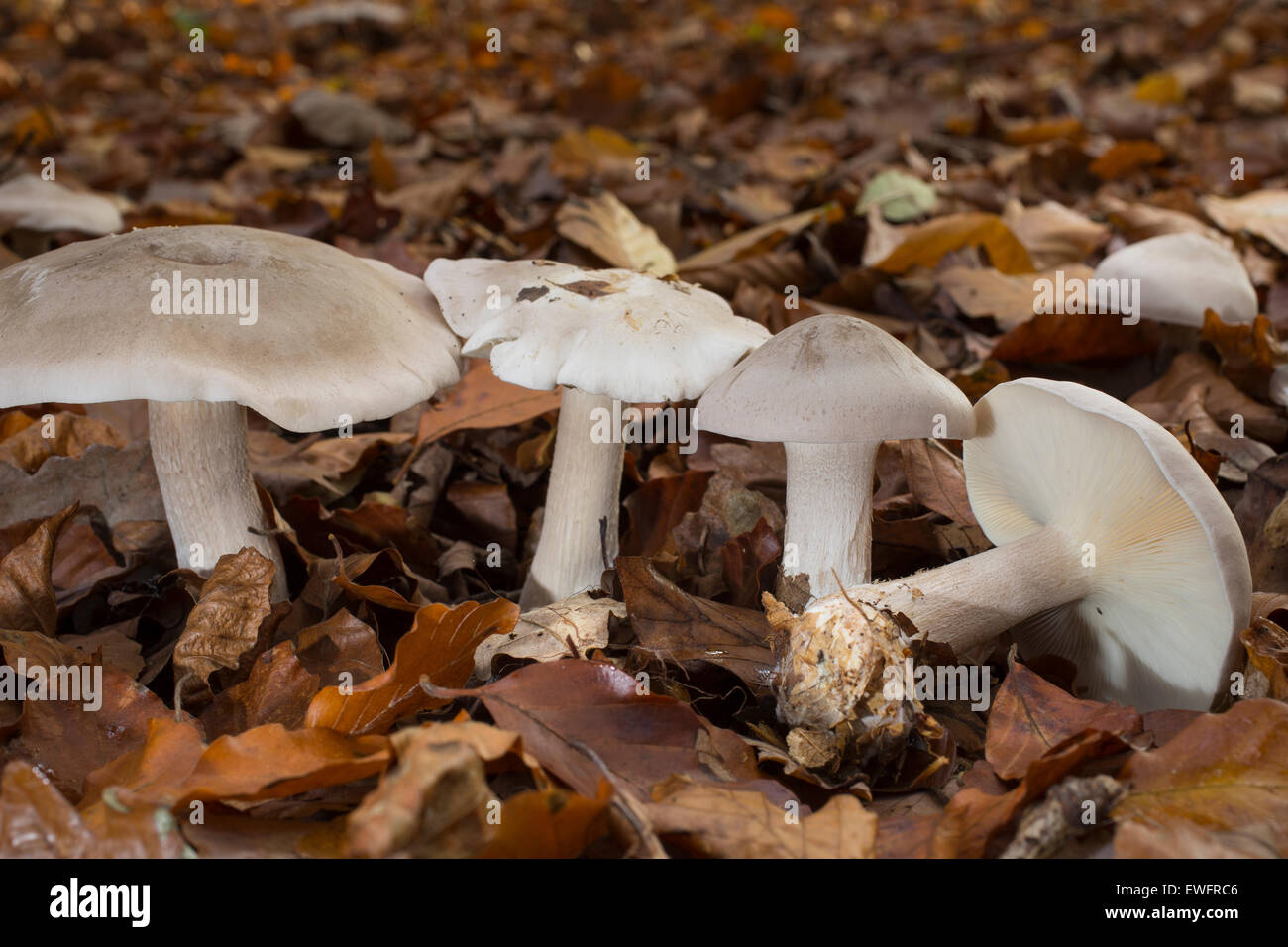 Clouded Funnel, clouded agaric, cloud funnel, Nebelkappe, Nebelgrauer Trichterling, Clitocybe nebularis, Lepista nebularis Stock Photo