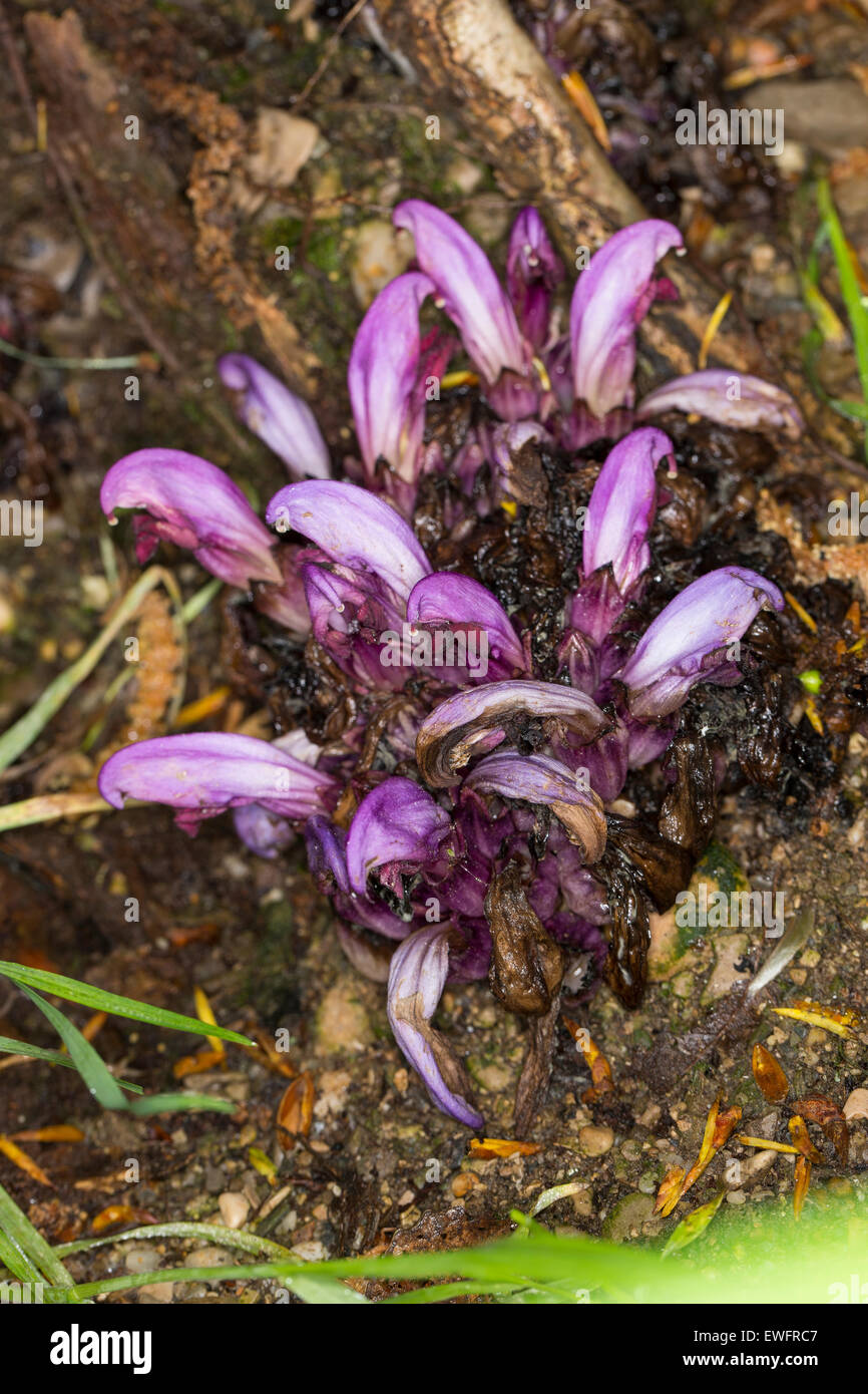 Purple Toothwort, Hidden toothwort, Niedrige Schuppenwurz, Lathraea clandestina, Clandestina purpurea, Clandestina penduliflora Stock Photo