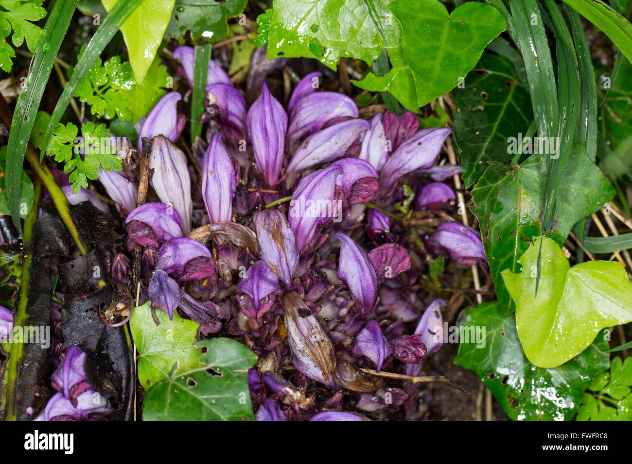 Purple Toothwort, Hidden toothwort, Niedrige Schuppenwurz, Lathraea clandestina, Clandestina purpurea, Clandestina penduliflora Stock Photo