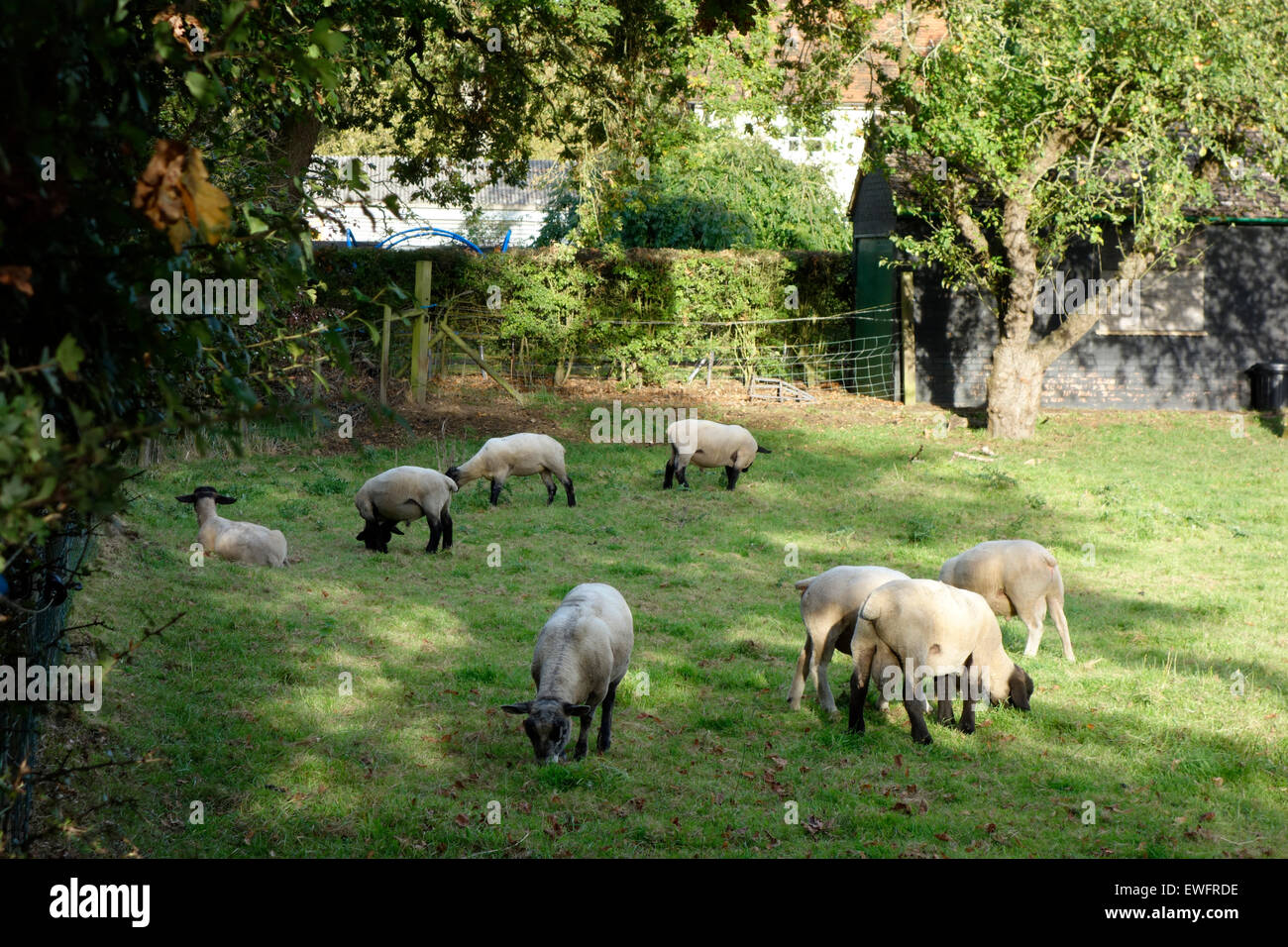 Rams grazing in a small field in the village of Westmill, Herts Stock Photo