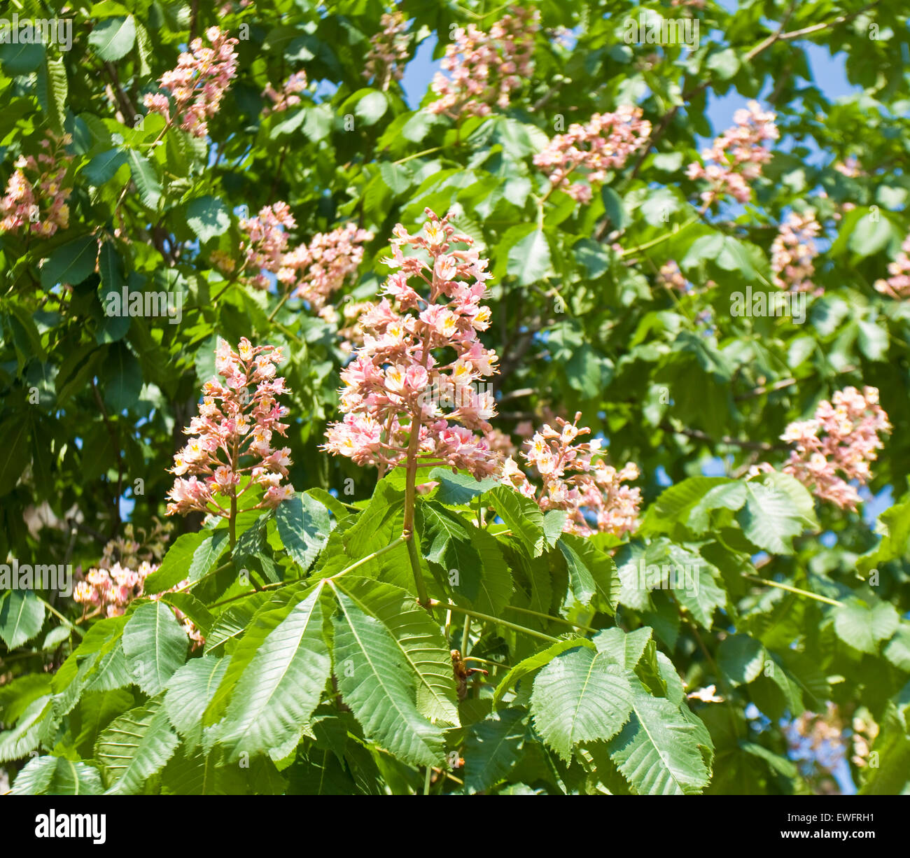 Branches of pink chestnut tree in blossom with flowers Stock Photo - Alamy