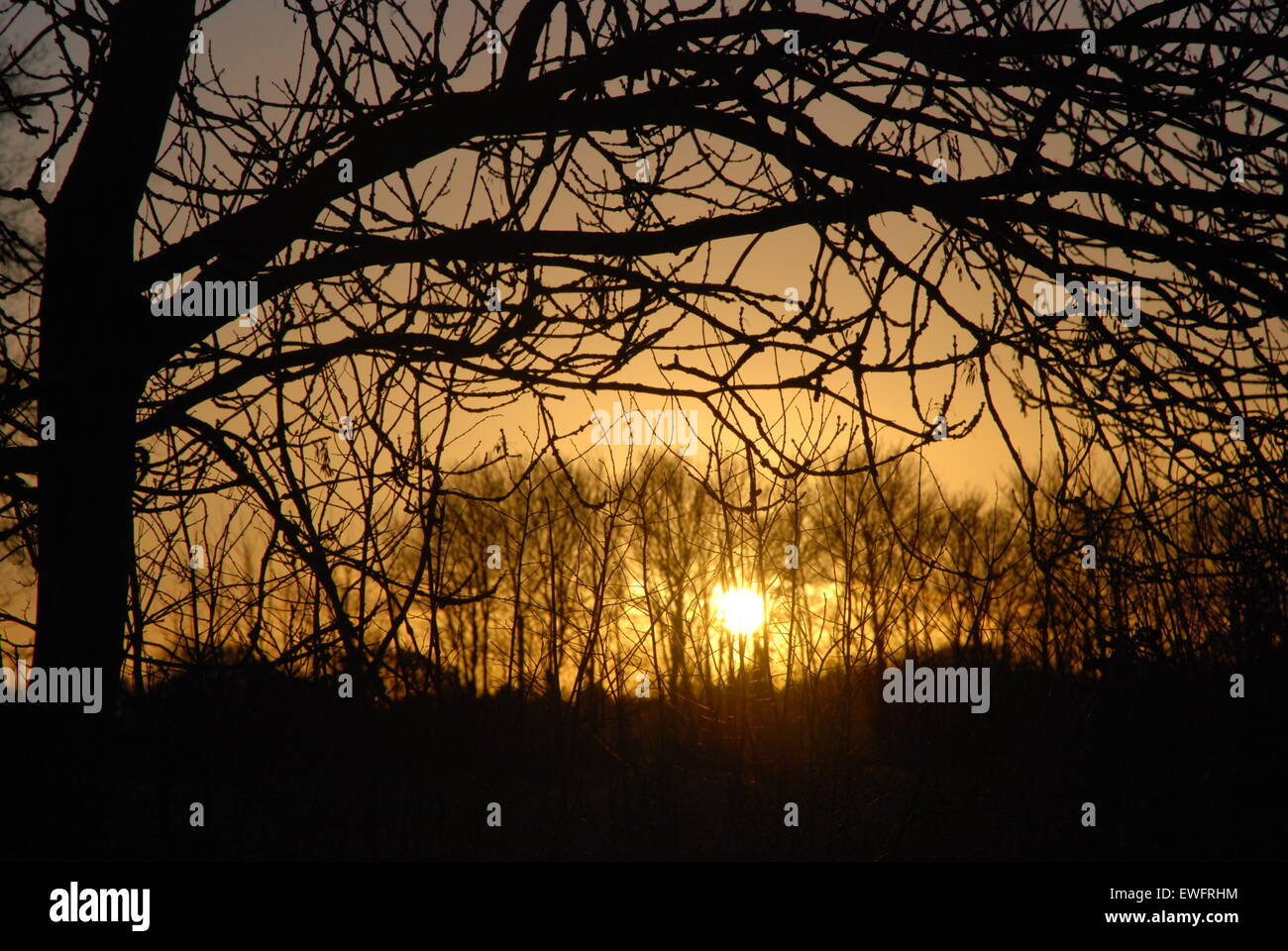 silhouette of trees at sunset Stock Photo - Alamy