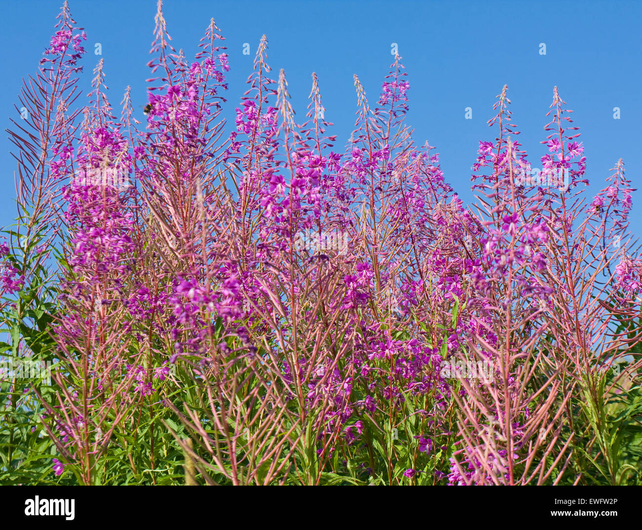 Many wild flowers willow herb on blue sky. Stock Photo