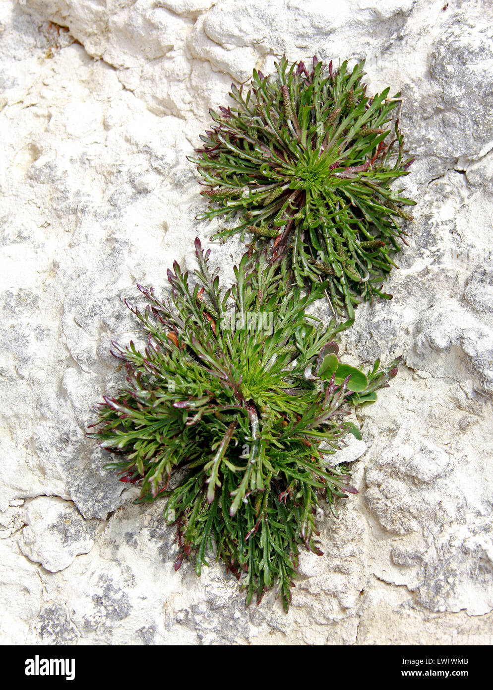 Buckshorn Plantain, Plantago coronopus, Plantaginaceae. Growing on the Chalk Cliffs at Dover, Kent, UK. Stock Photo