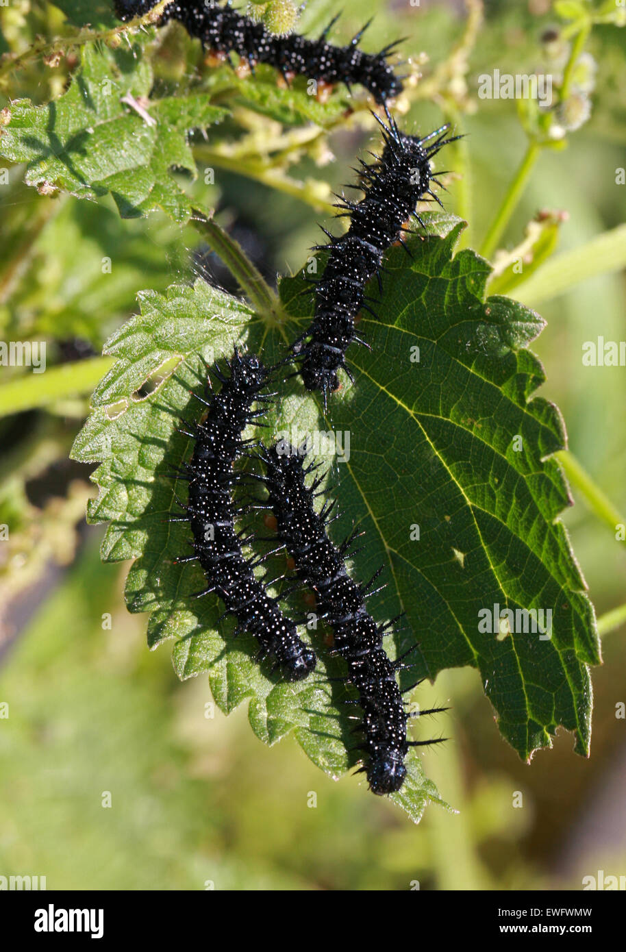 Peacock Butterfly Caterpillars, Inachis io, Nymphalidae, Feeding on Stinging Nettles, Urtica dioica. Stock Photo