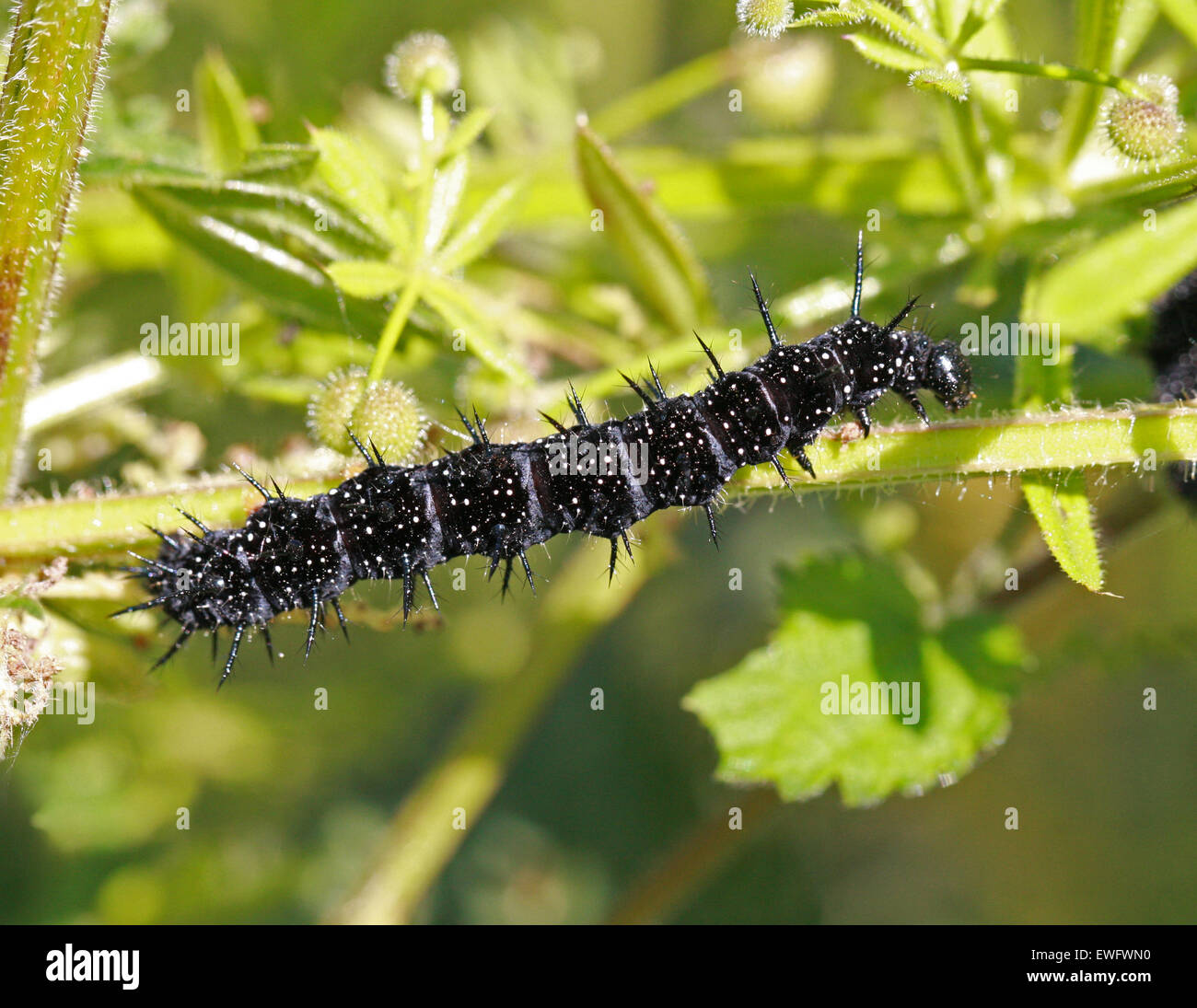 Peacock Butterfly Caterpillars, Inachis io, Nymphalidae, Feeding on Stinging Nettles, Urtica