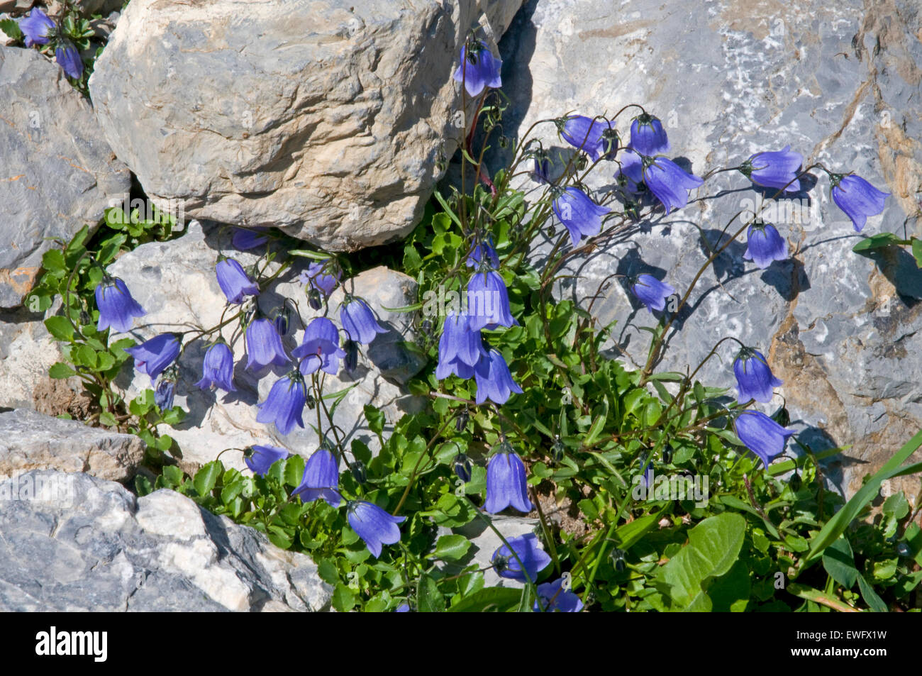 Flora of the Bernese Oberland, Switzerland - Fairy's Thimble Stock Photo