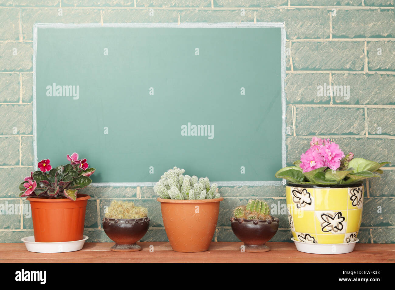 Violet flowers and cacti in flowerpots on wood stillage Stock Photo